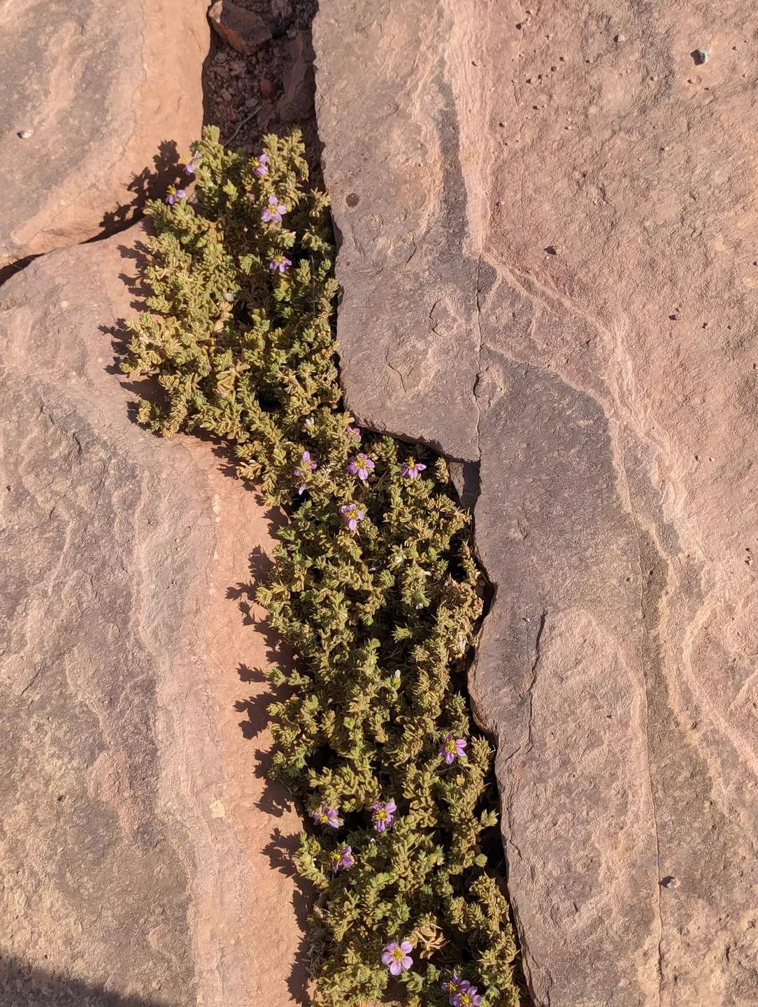 Canyon Salama + Ein Khudra + Mushroom Mountain photo 1